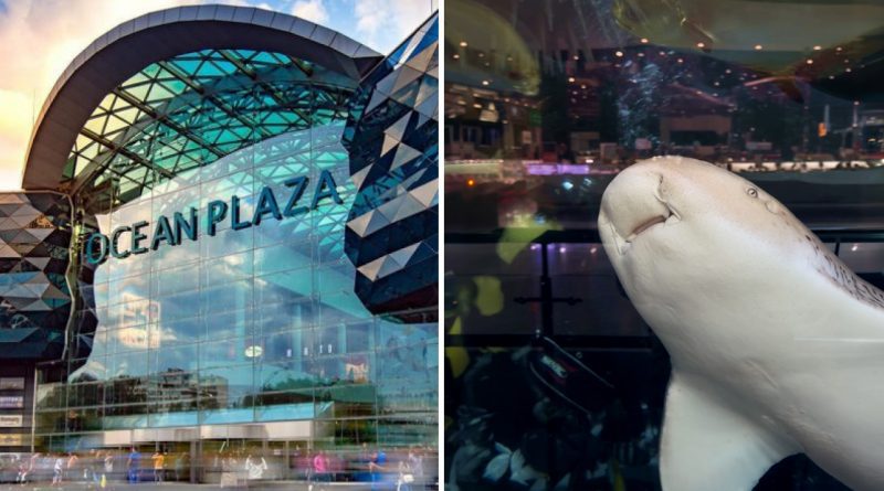 ТРЦ Ocean Plaza започаткував традицію публічних годувань мешканців акваріуму 1 Оушен-Плаза